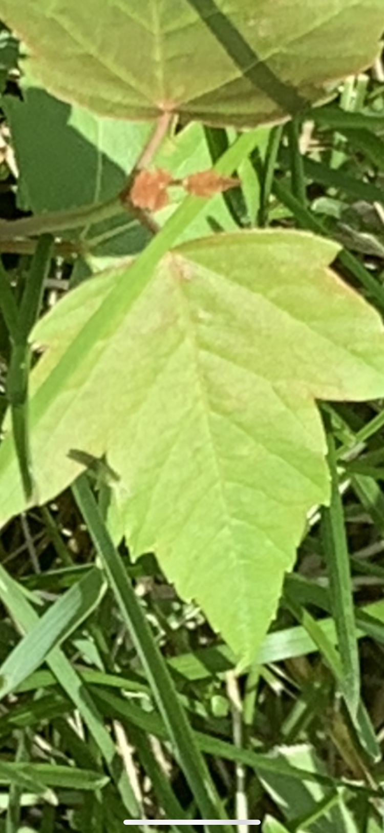 file.jpg