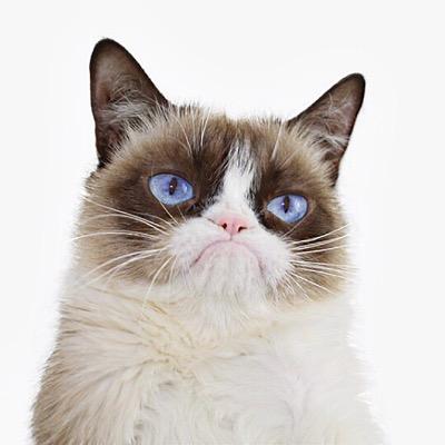 cat.jpg