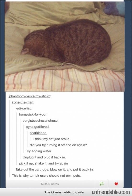 1f14e5f0c5cb03e96e223101e47b487e--cat-women-cat-stuff.jpg