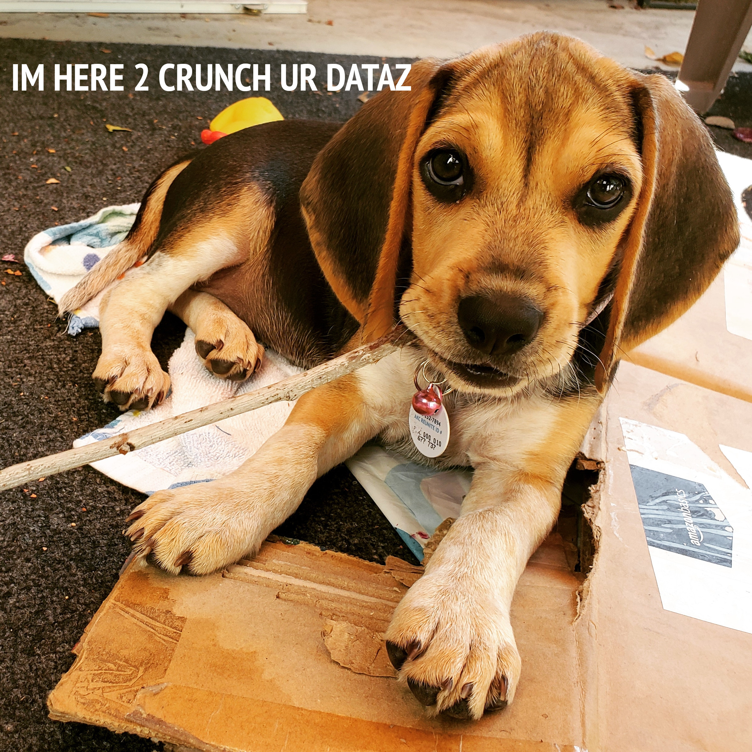 bus beagle