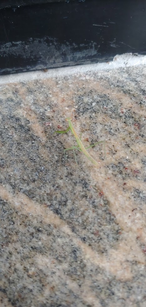 babymantis.jpg