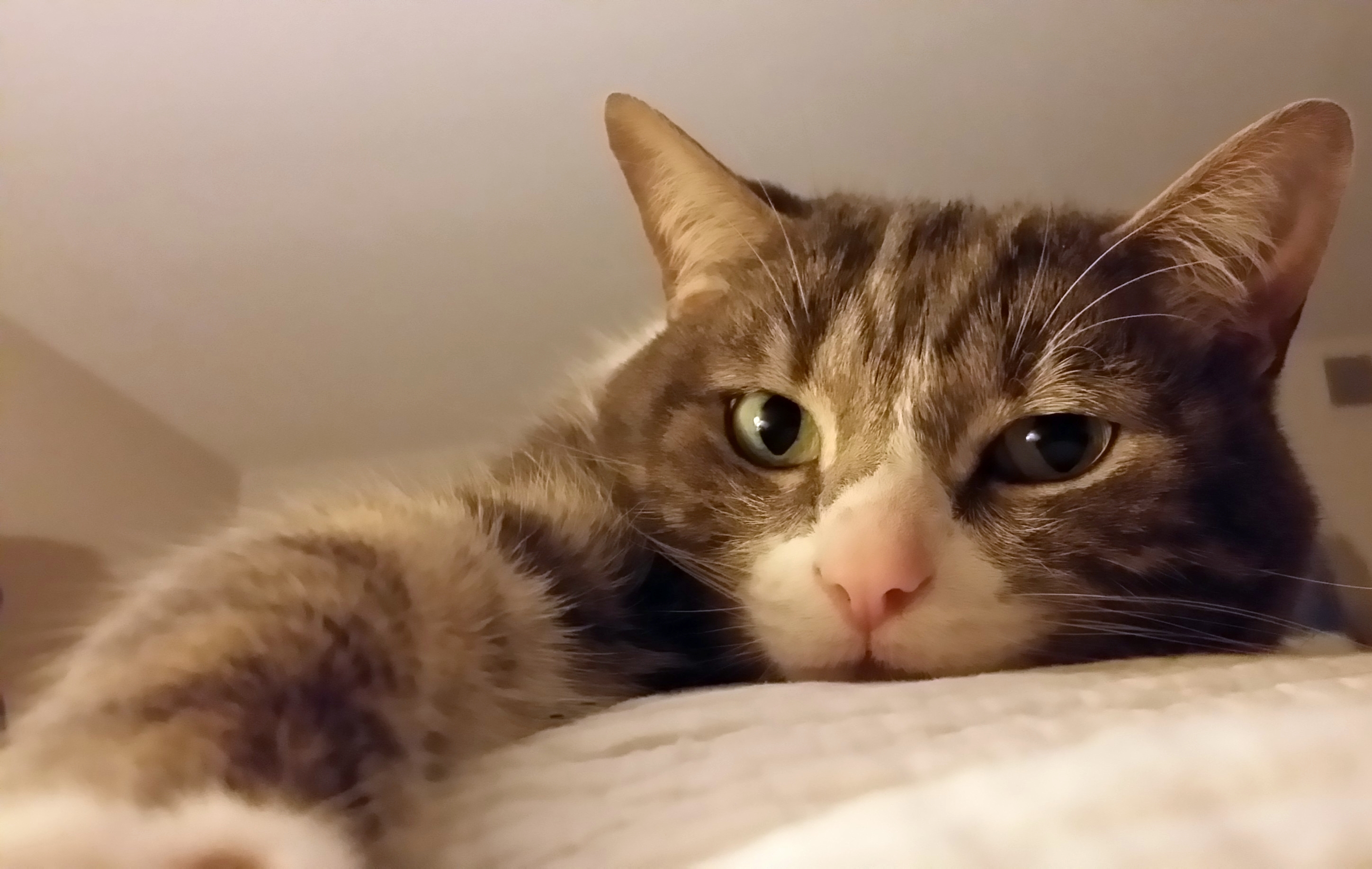 cat.jpg