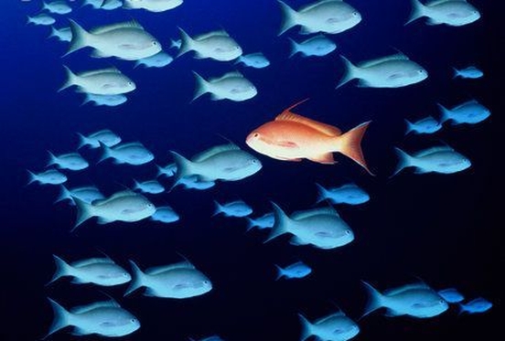 fish.jpg