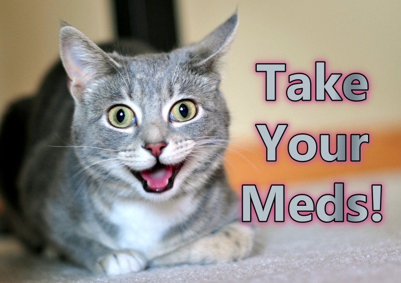 hyperactive-cat-e1457644875113.jpg