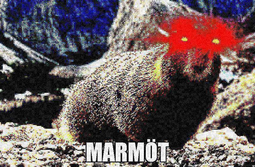Marmöt