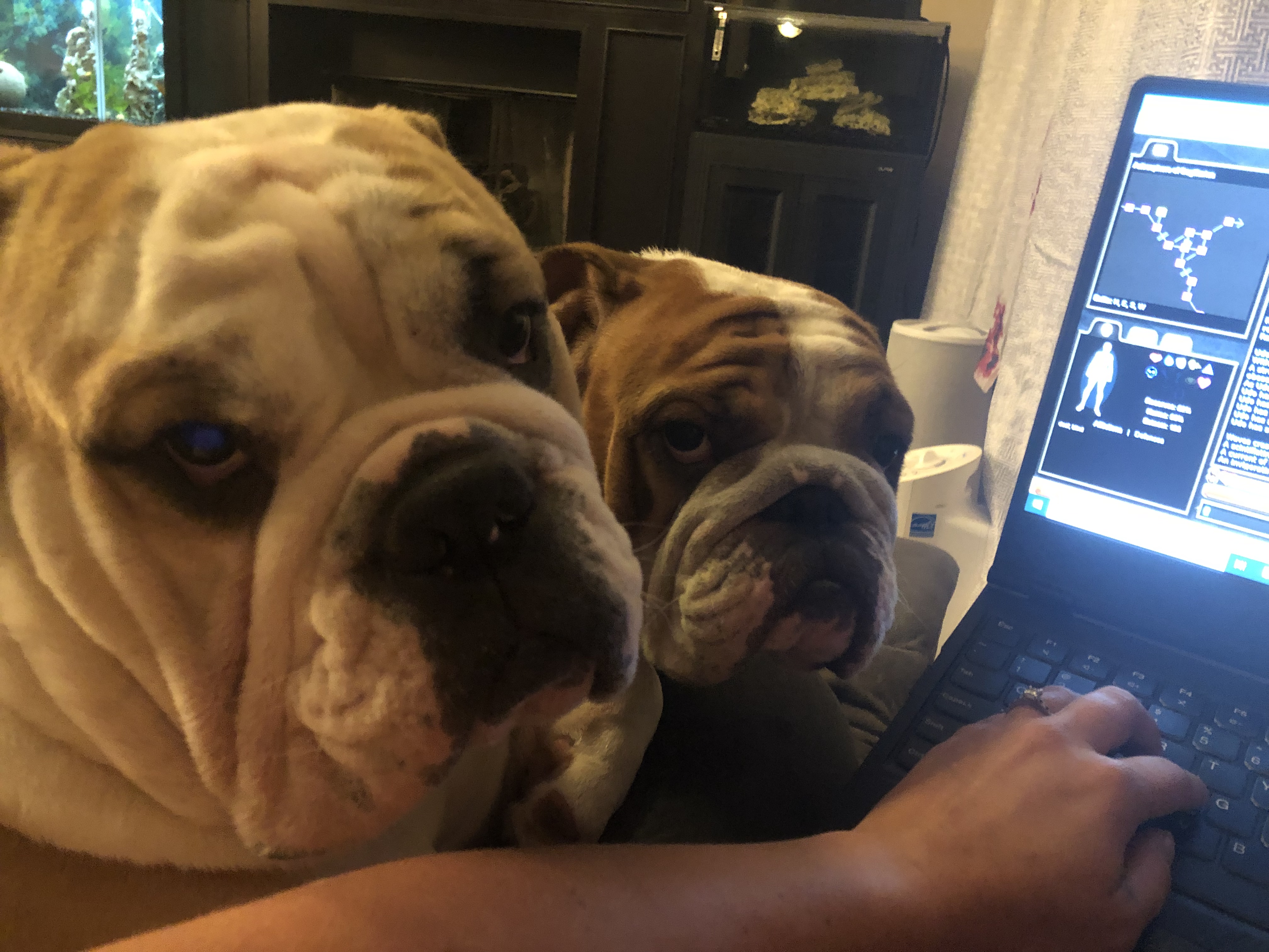 Doggo