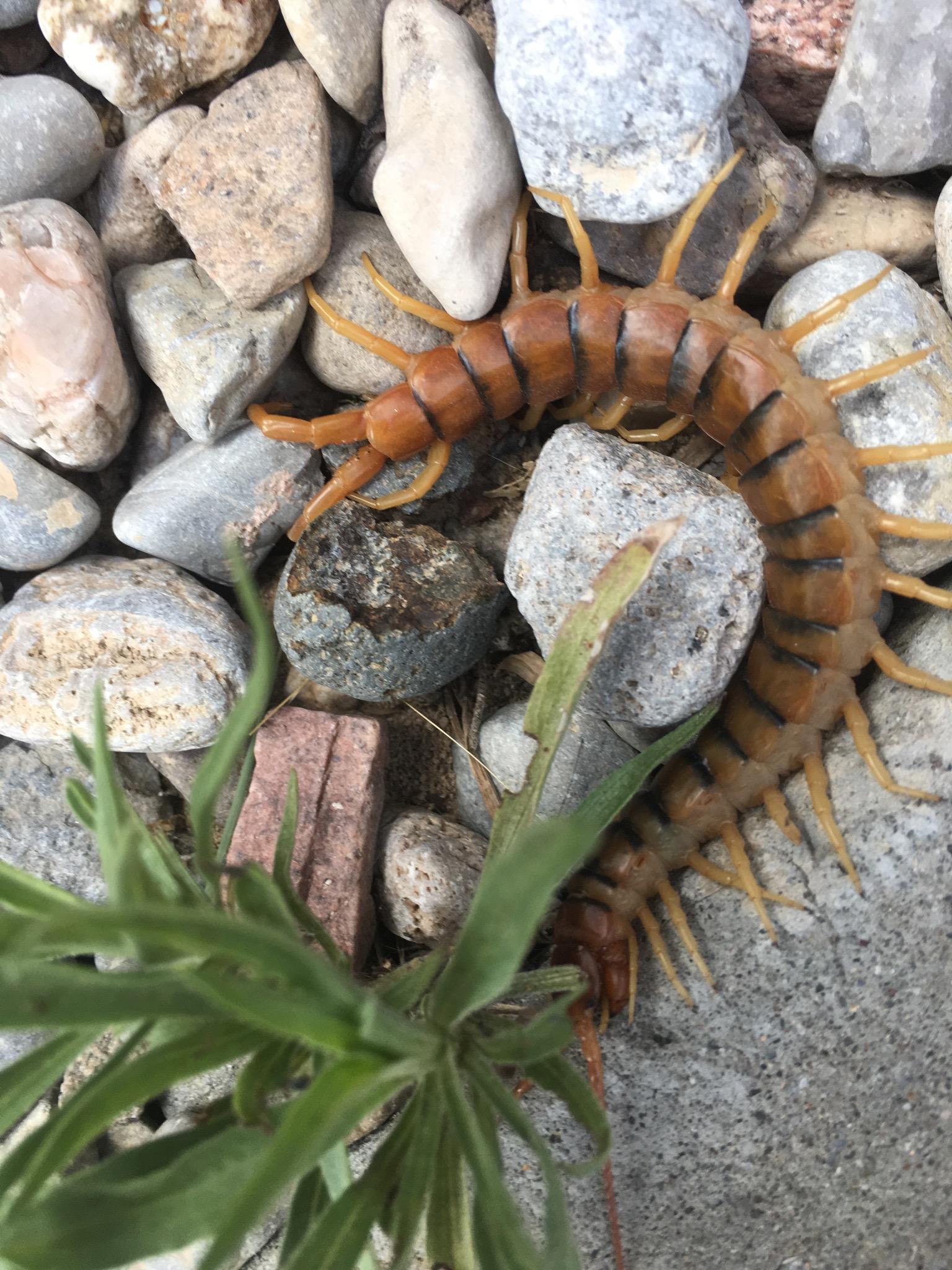 centipede