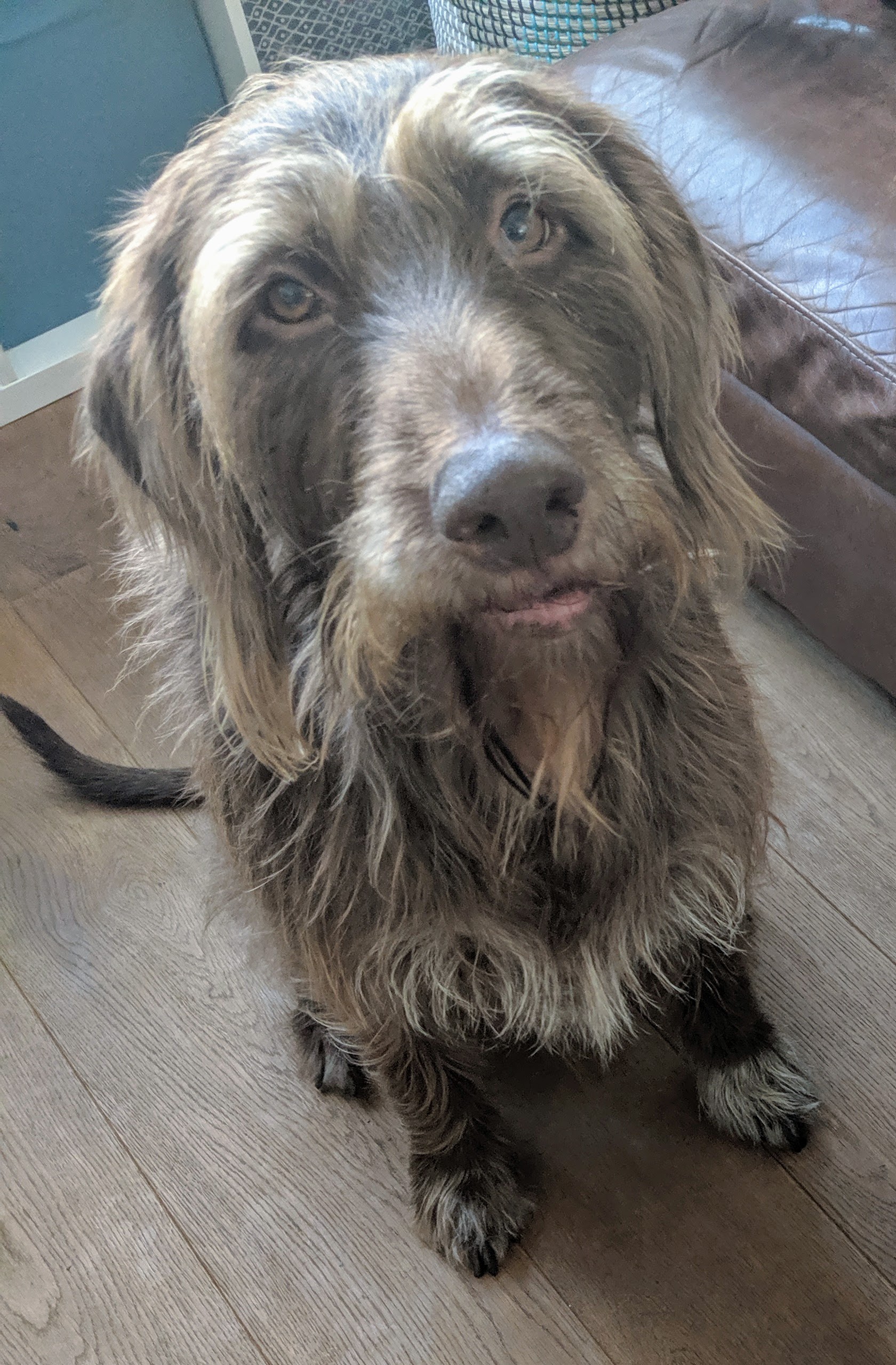 Good boy