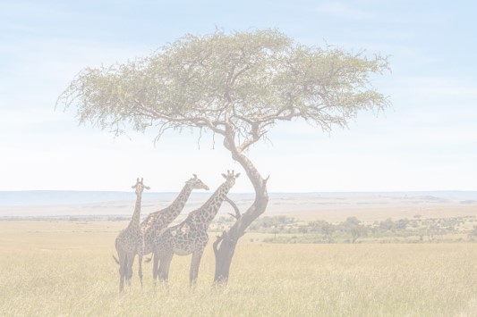 Serengeti