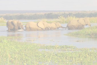 Okavango