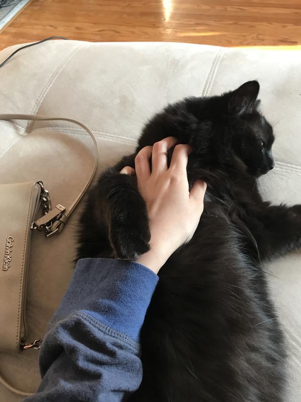 my cat