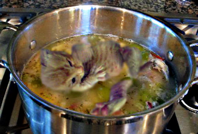 catso.jpg