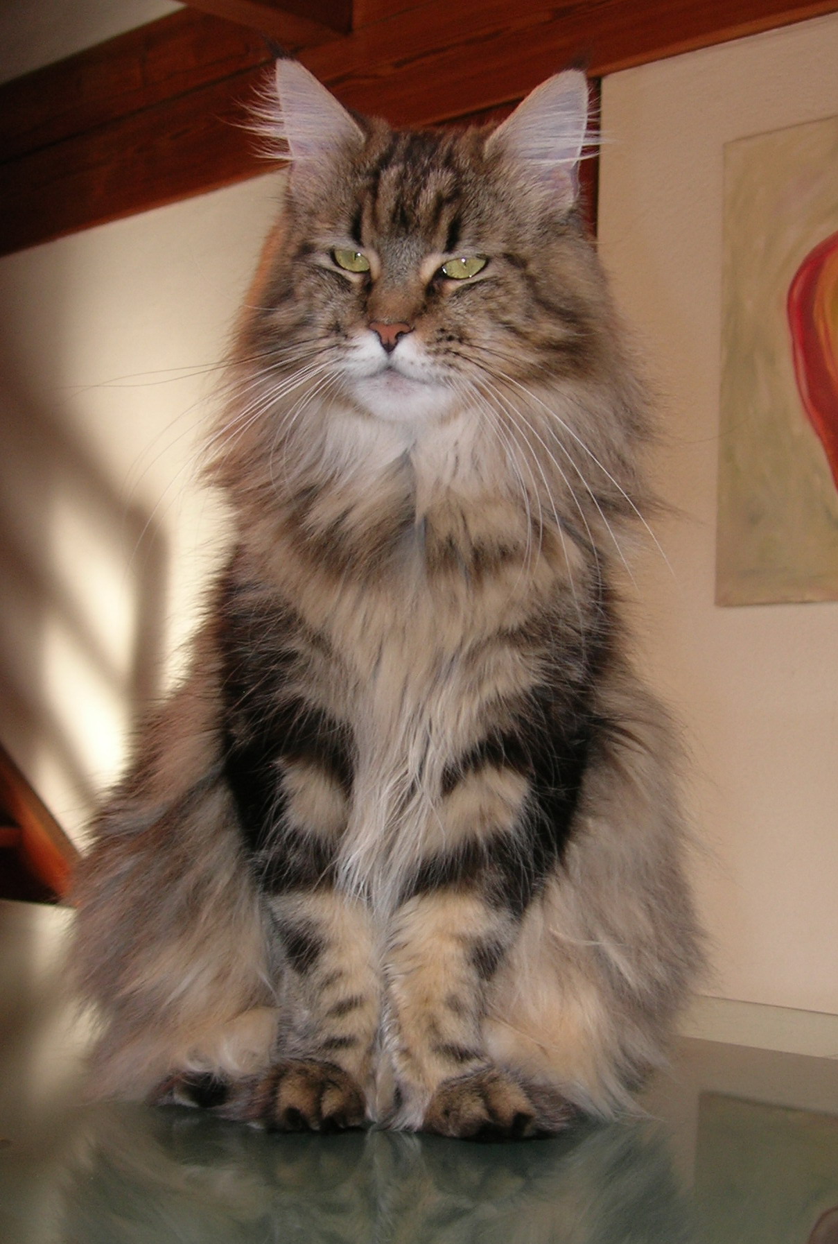 Diva.jpg