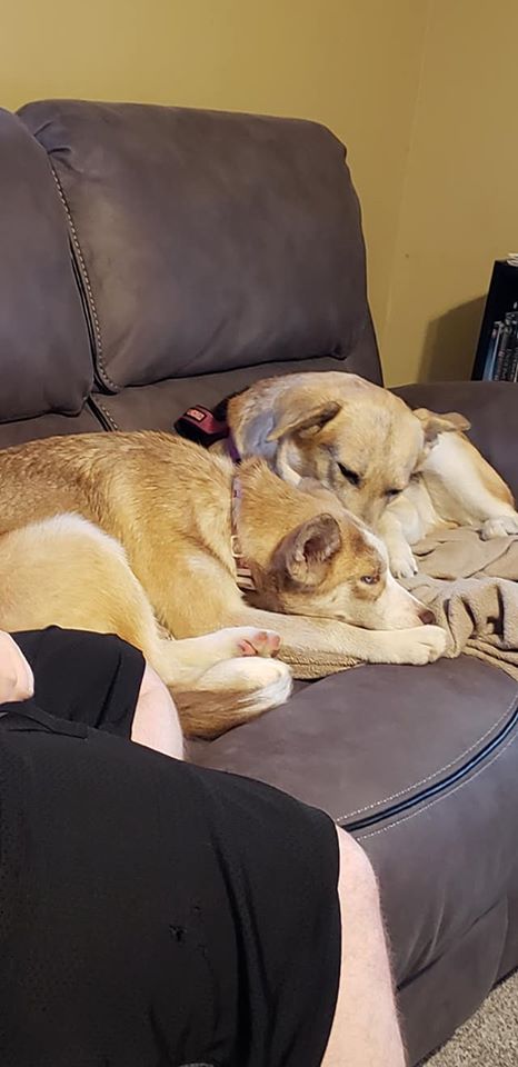 huskylove.jpg
