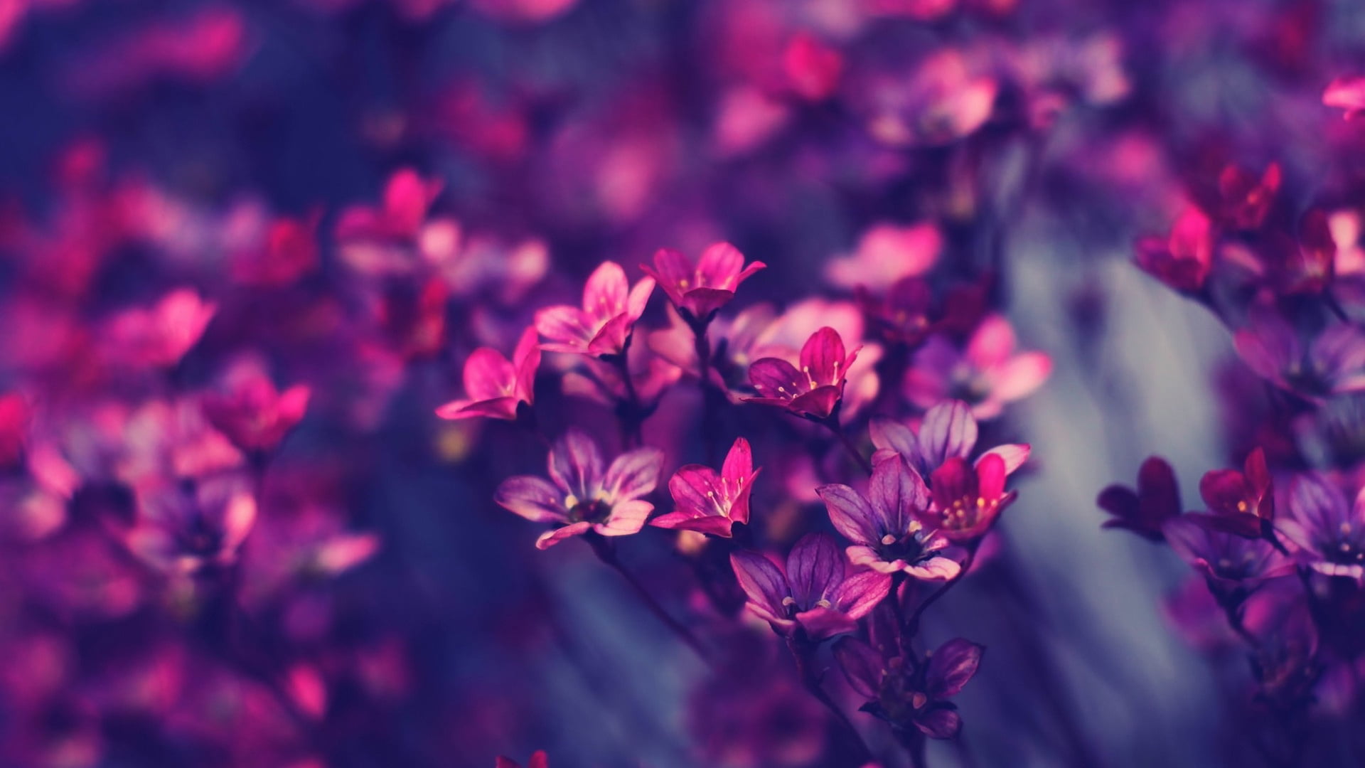 flower yay