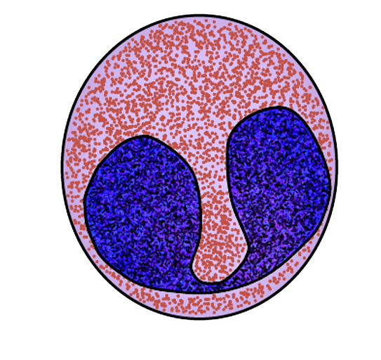 Eosinophil_transparent.png