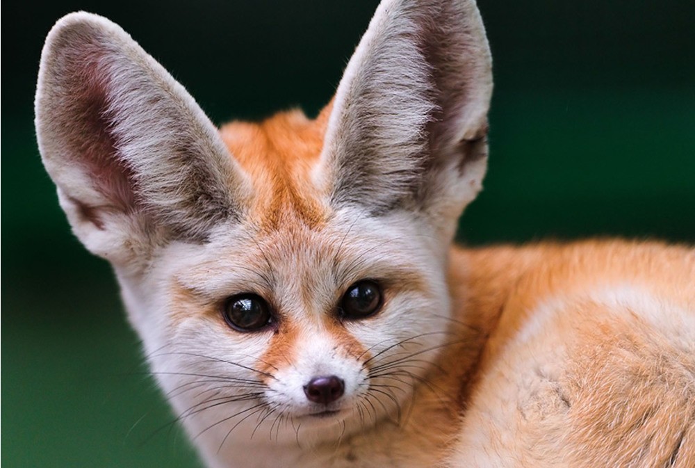 Fennec Fox Face