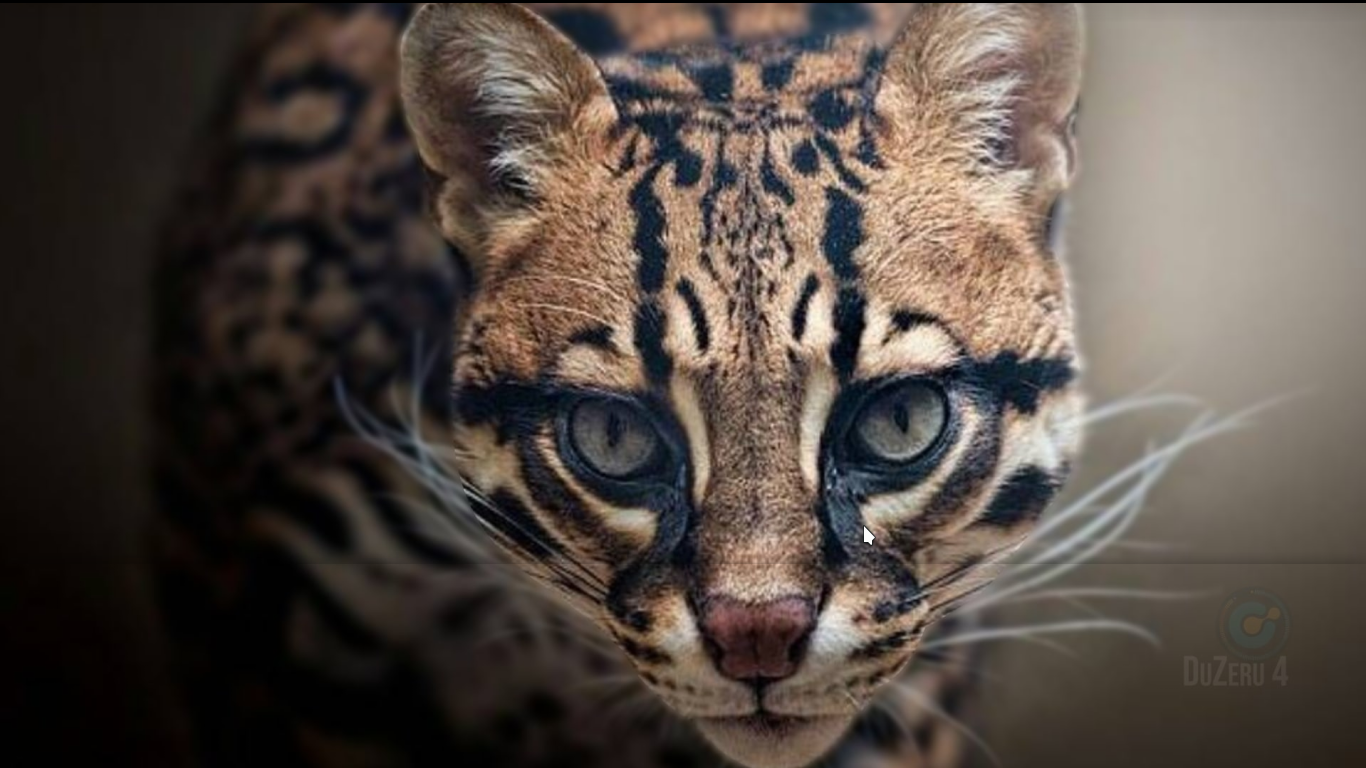 Gato Maracajá