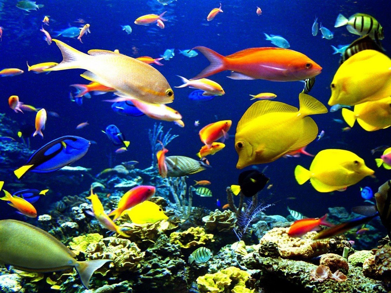 Fish