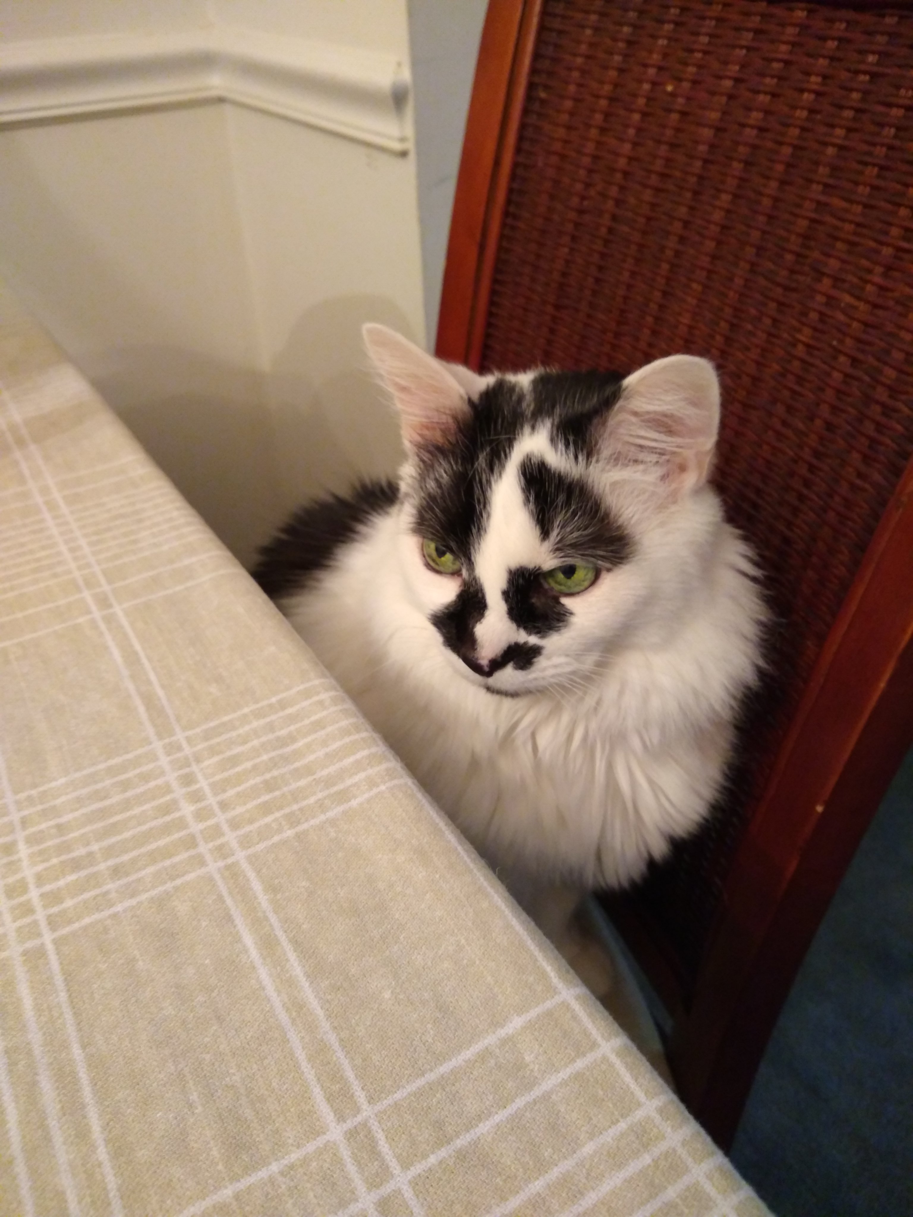 Rorschach