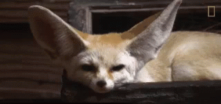 Fennec Ears