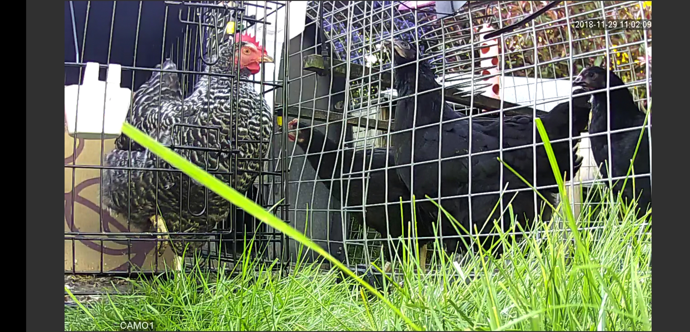 Screenshot_20200505_173228_net.biyee.onvifer.jpg