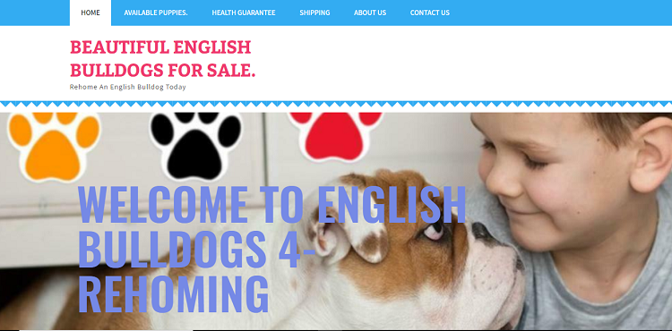 English bulldogs for rehoming