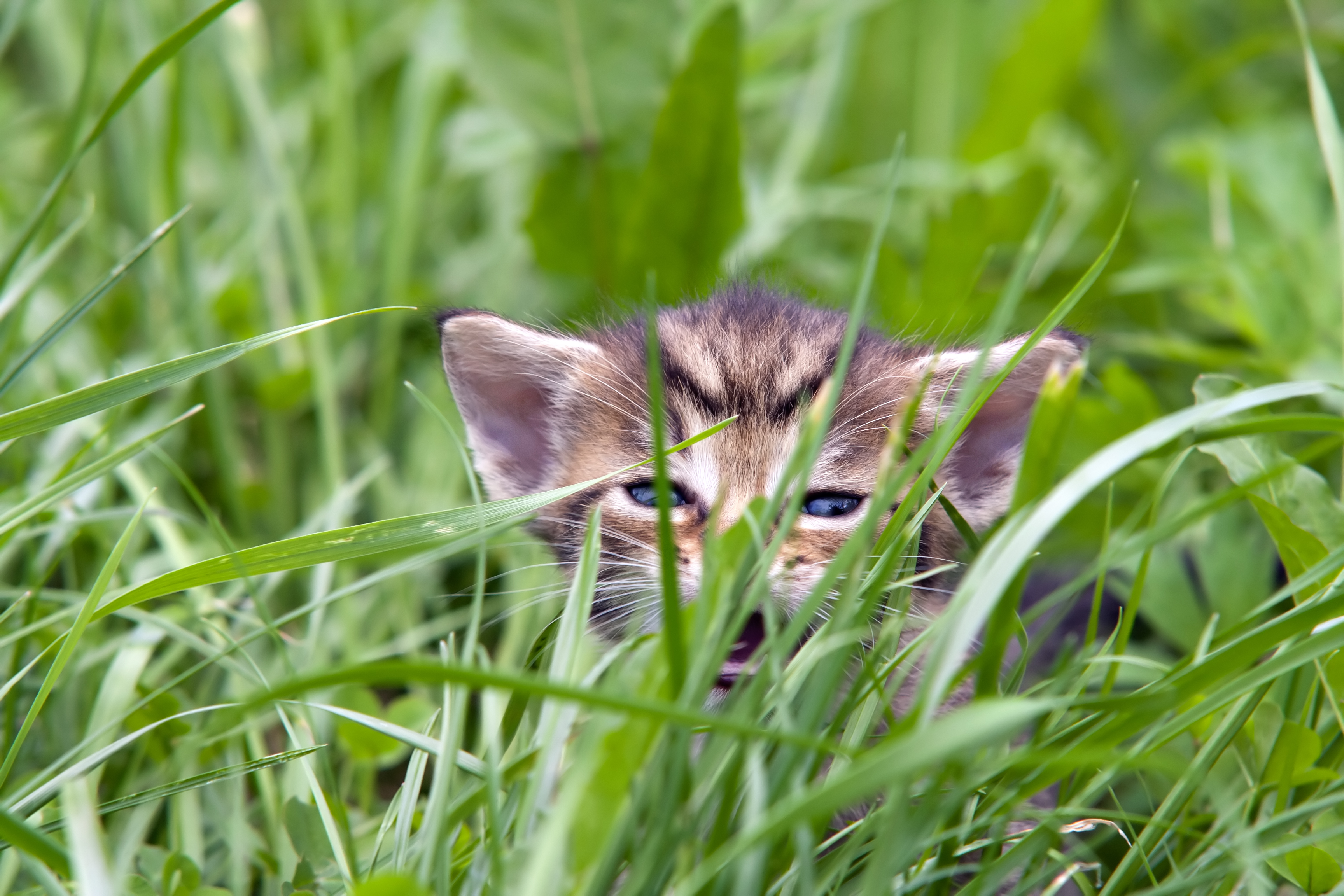 Caring For Orphaned Kittens – What, How, And More
