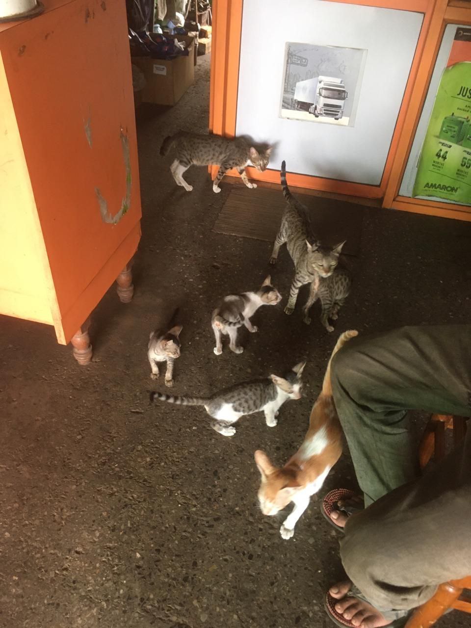MamaCatAdoptedAnOrphan.
