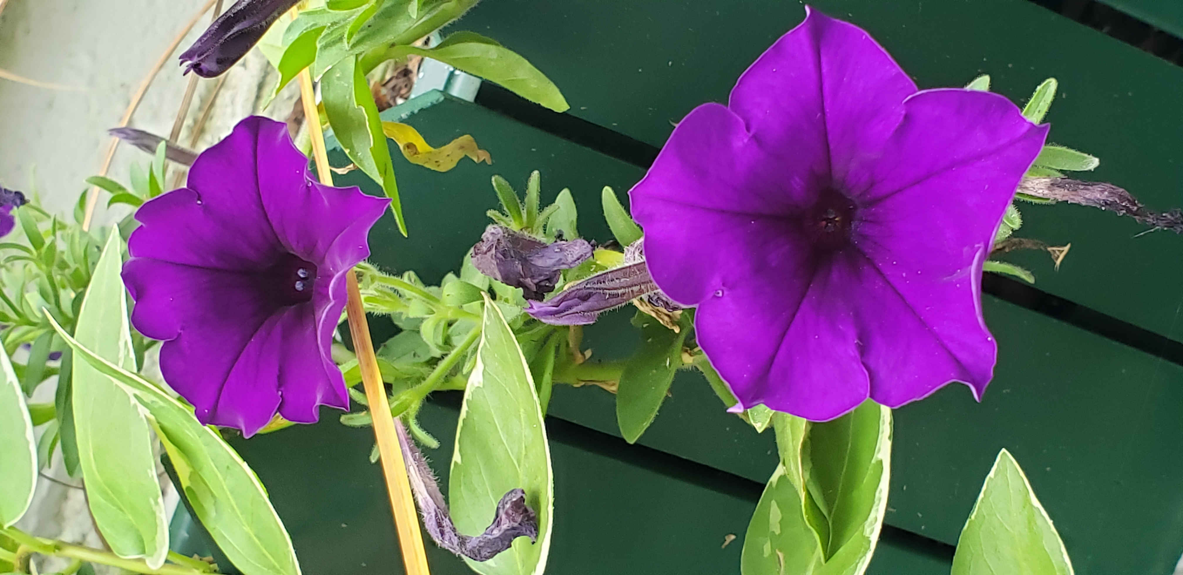 purple.jpg