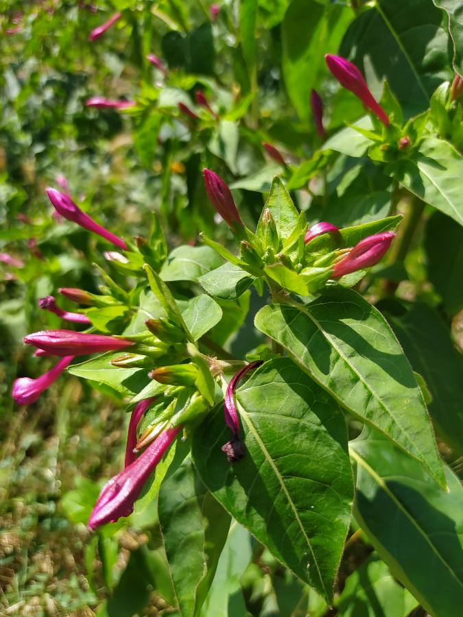 mirabilis jalapa