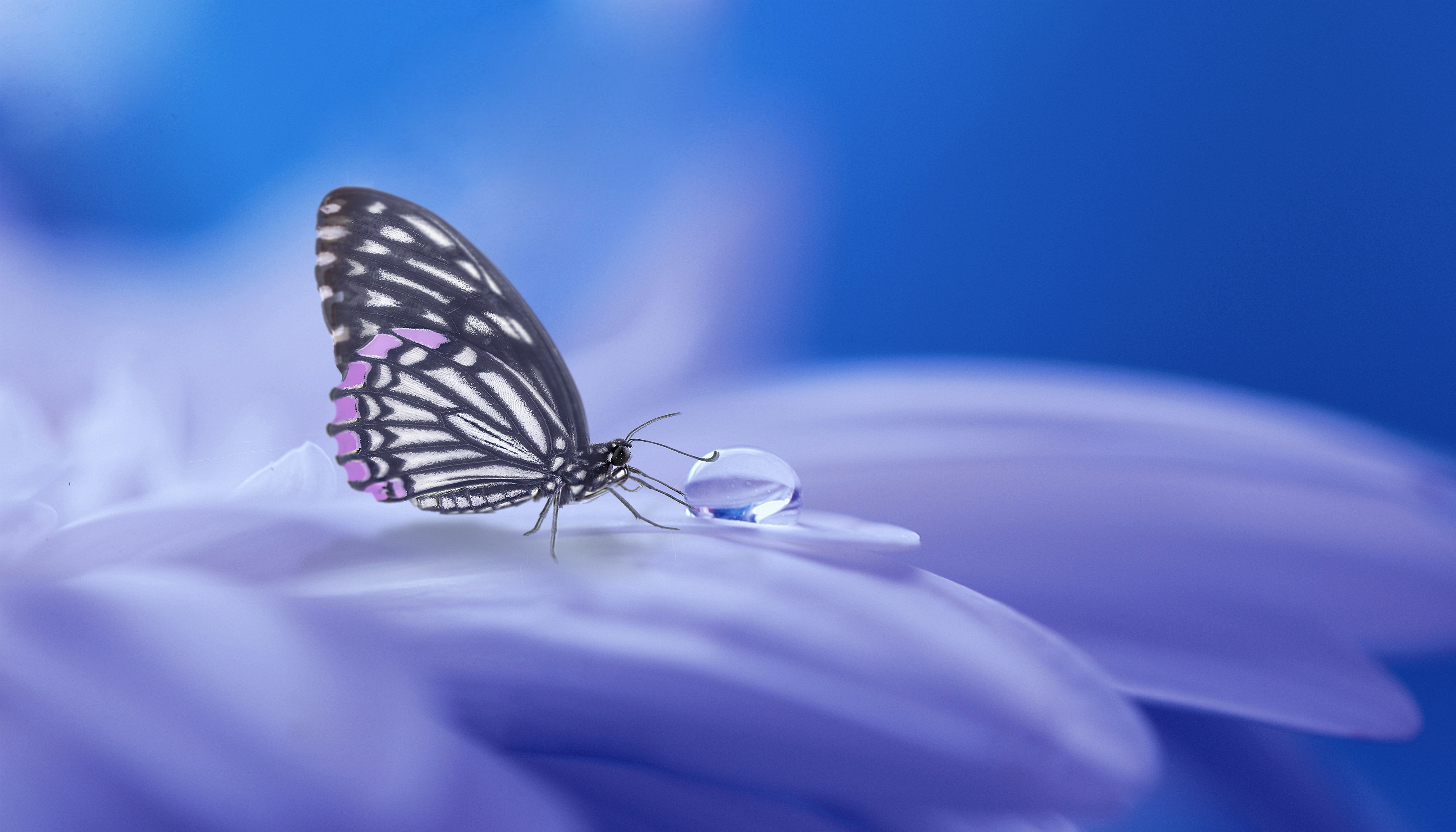 butterfly-3054736.jpg
