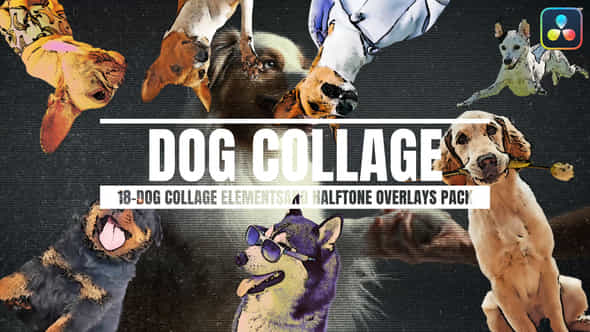 56640856-18dog-collage.jpg