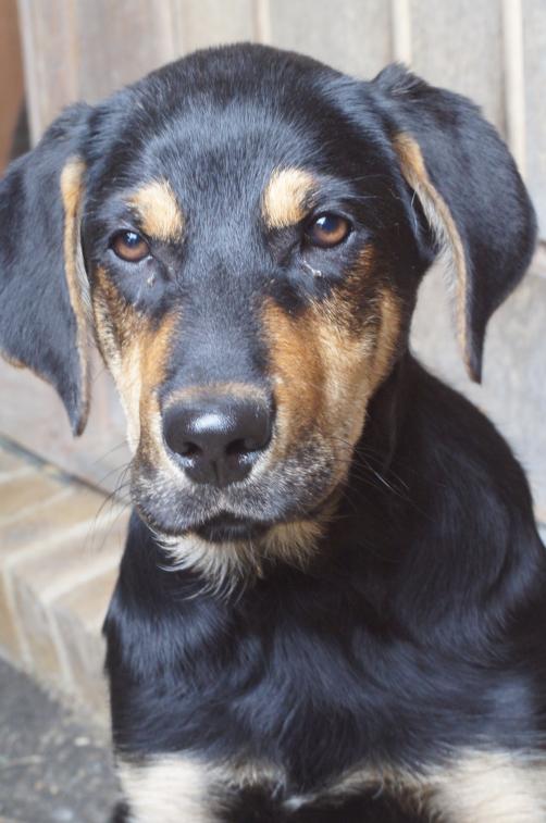 huntaway pupper