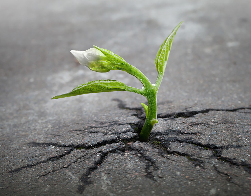 La natura trova sempre la strada