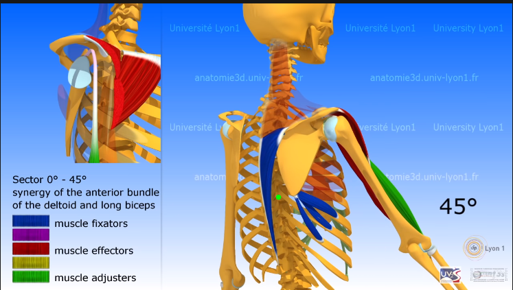 Downforward Pointed Arm