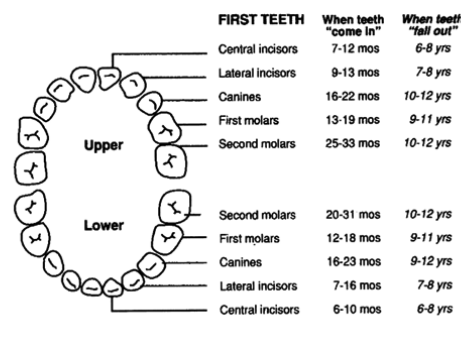 first_teeth.png