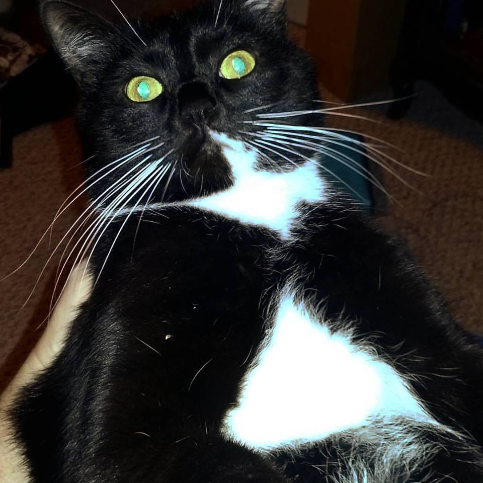 oreo3.jpg