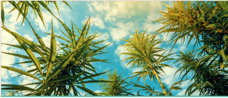 Industria de cannabis mexico