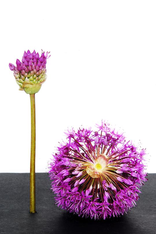 Allium Flowers Pictures