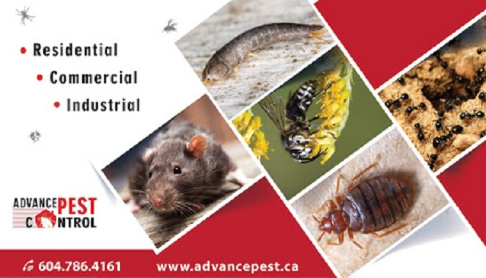 Advance Pest Control Surrey