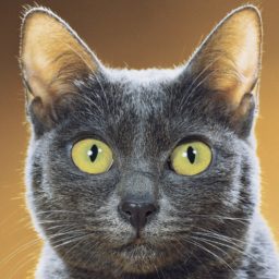 cat1.jpg