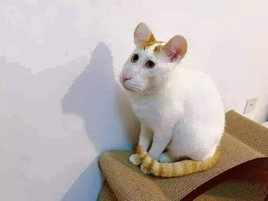 Cabbit