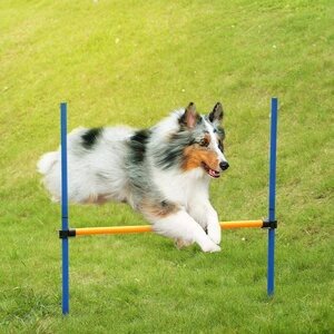 Dog Exercise Equipment