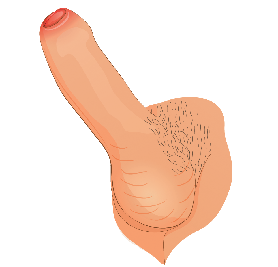 PenisTransparent.png