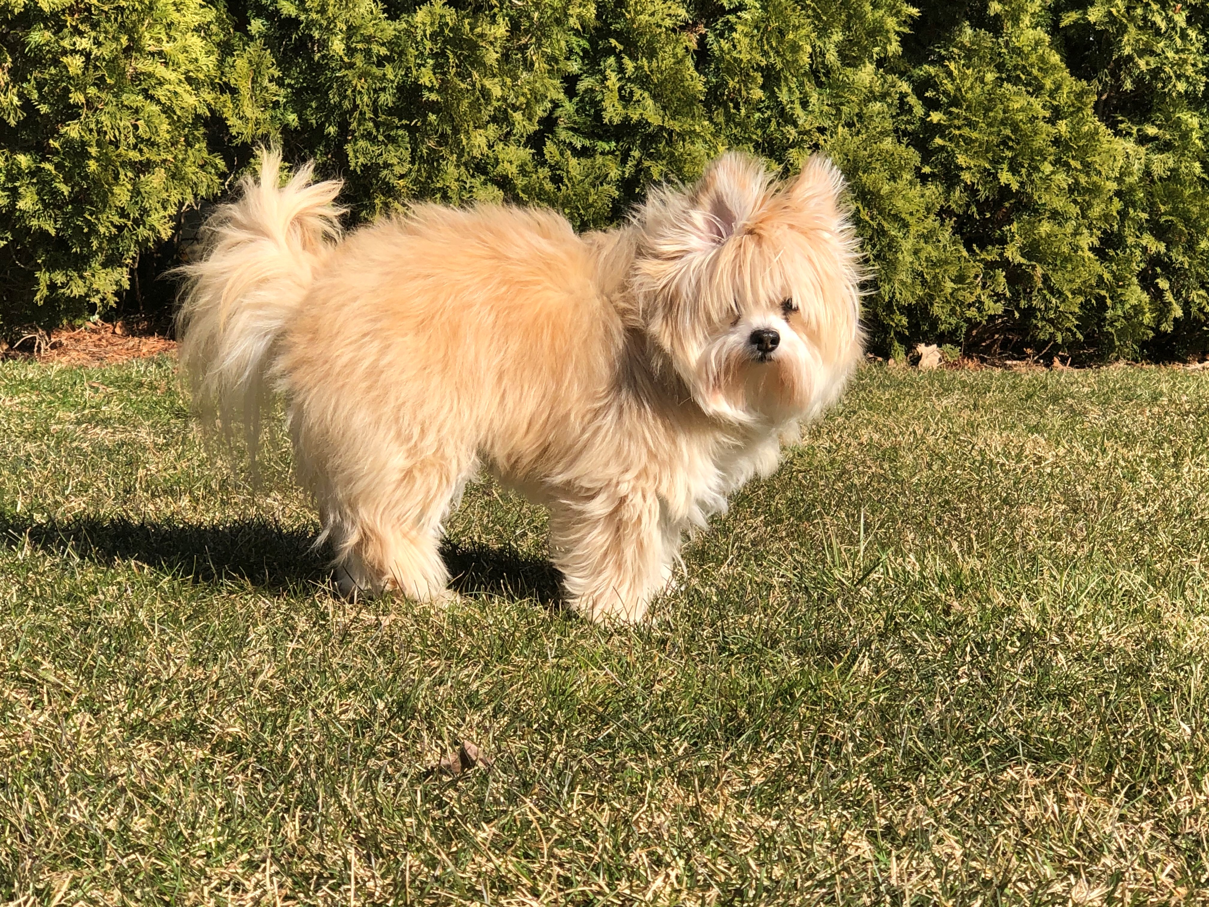 Coco.jpg