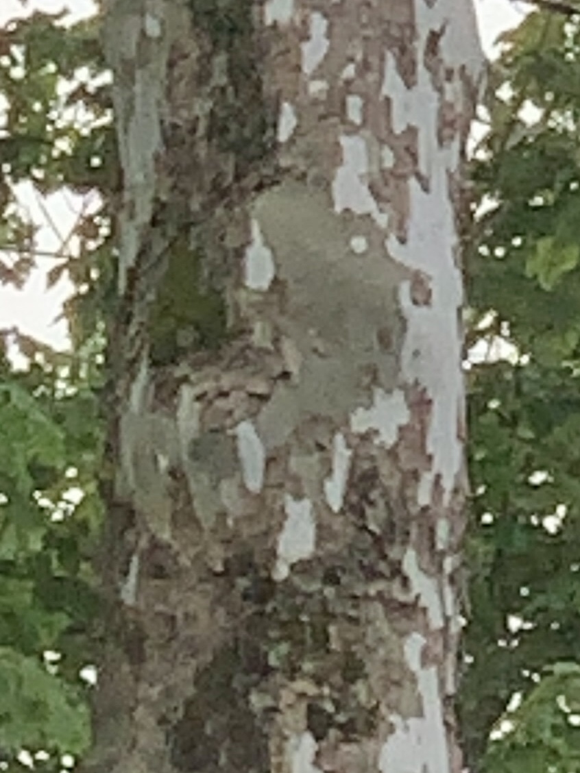 file.jpg