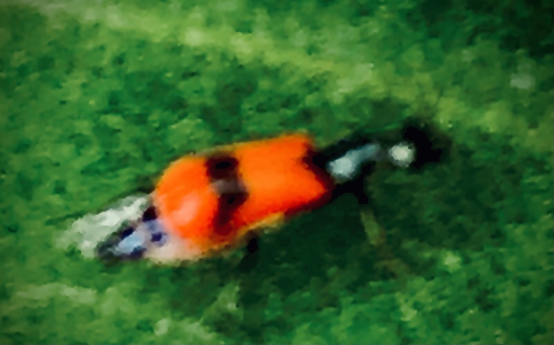 file.jpg