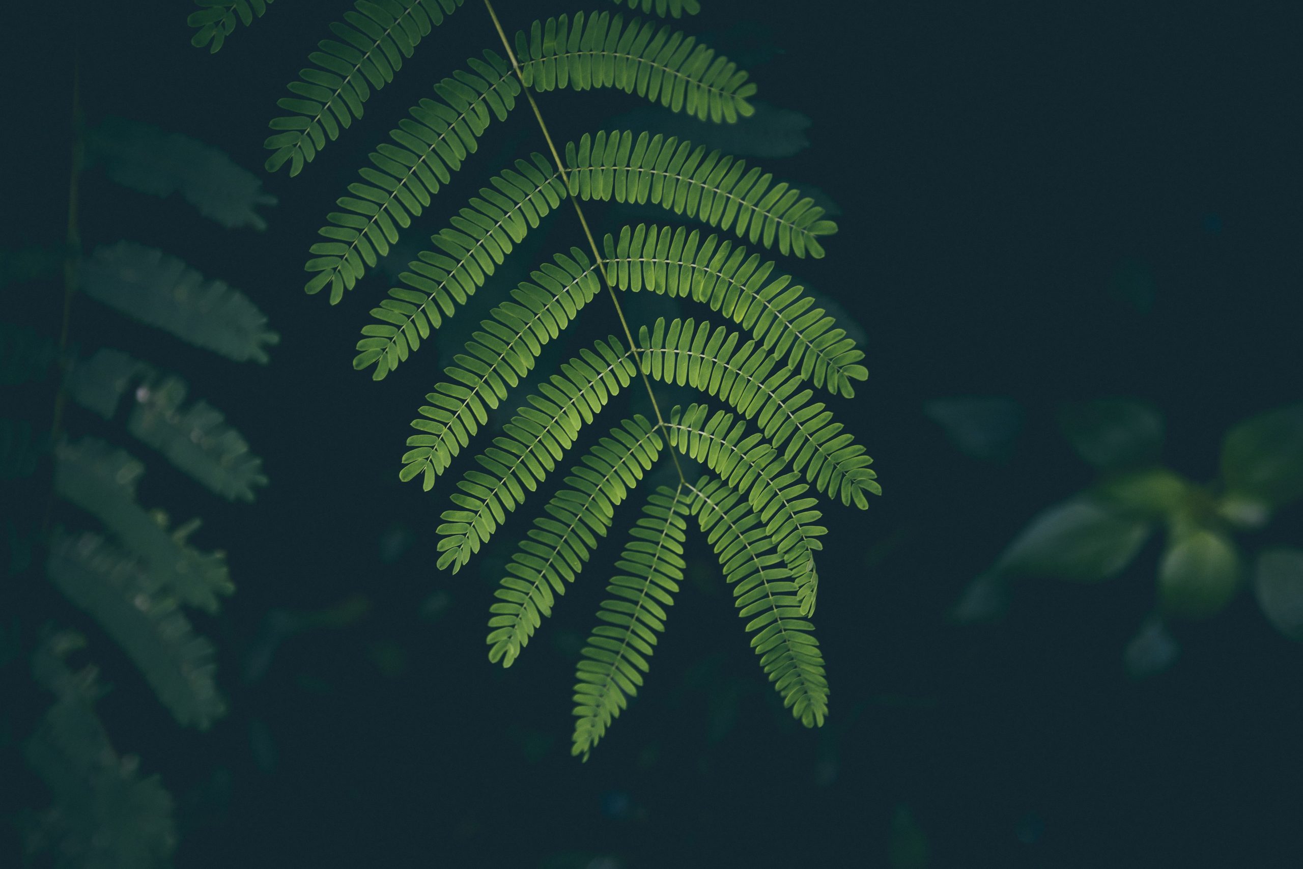 Mimosa Wallpaper