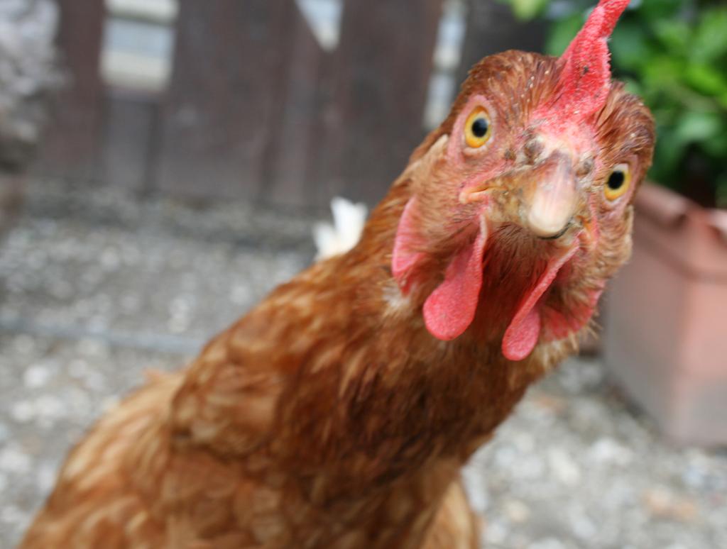 chicken